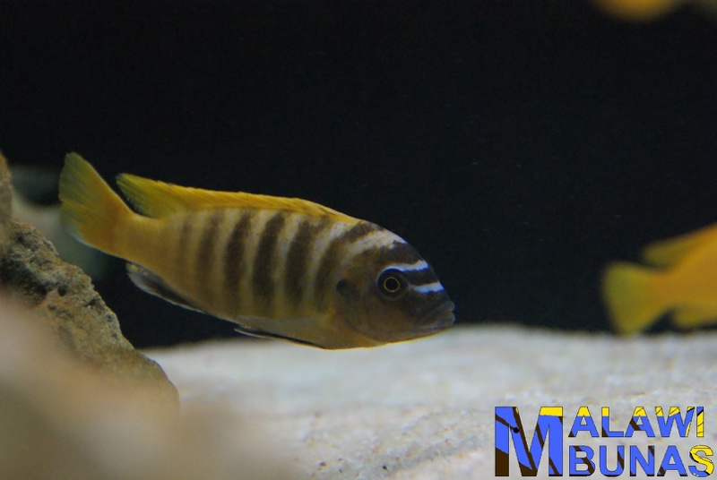 Maylandia sp. 'zebra gold' Mundola Point